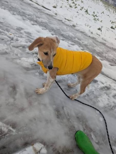 Kuschelige Loulou🌺sucht noch Nestwärme