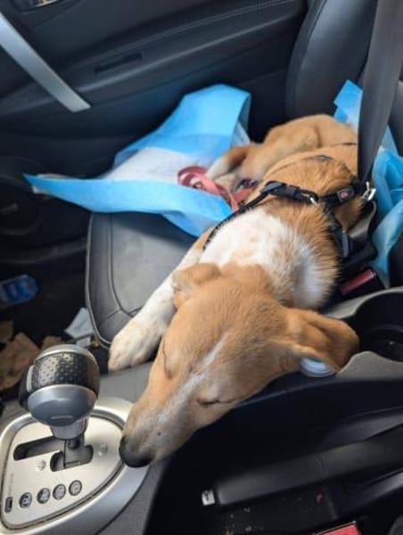 Kuschelige Loulou🌺sucht noch Nestwärme