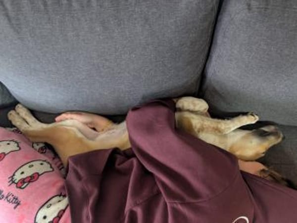 Kuschelige Loulou🌺sucht noch Nestwärme