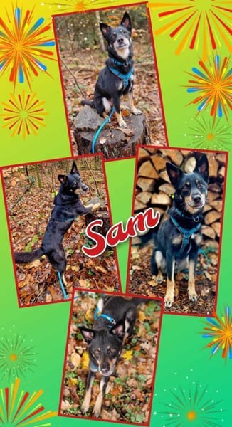 Rüde Sam auf PS in 90571