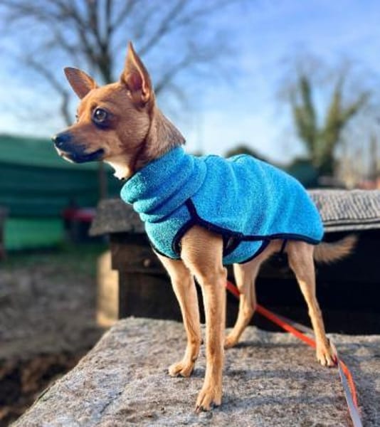 Charlie - liebevoll&ein wahrer Schatz