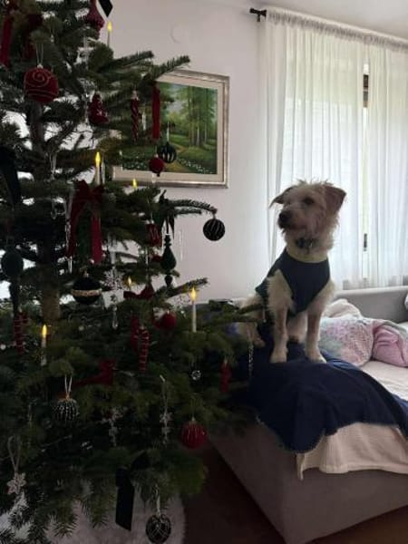 Kleine Kämpferin- Rina