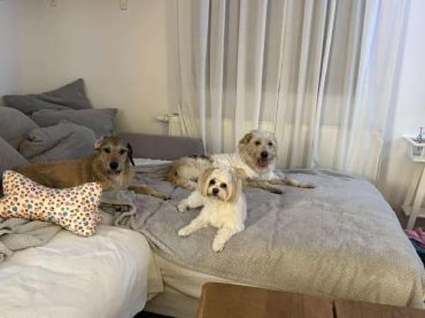 Kleine Kämpferin- Rina