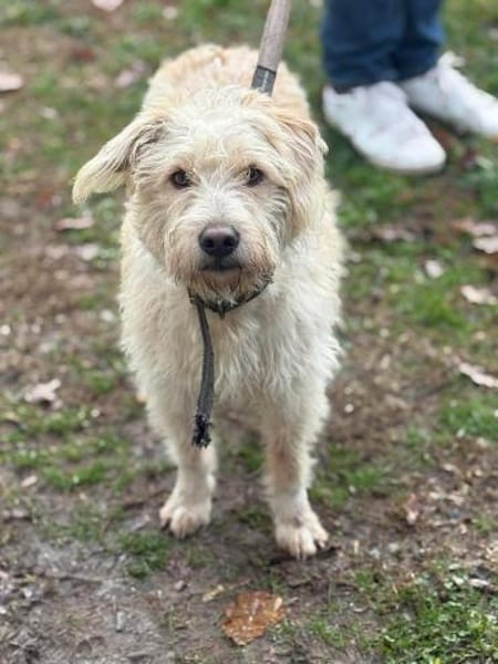 Kleine Kämpferin- Rina