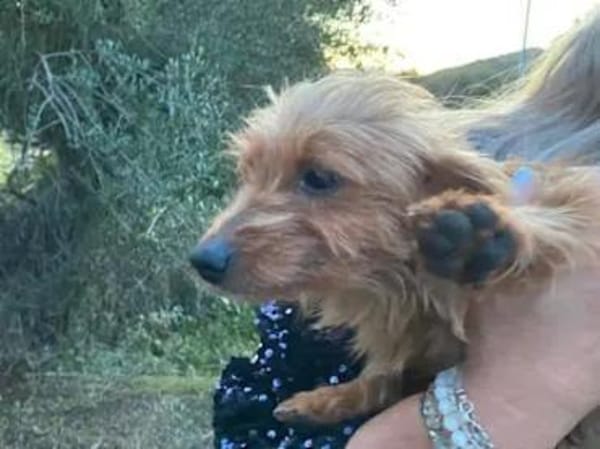 BRICCIOLA & SARDEDDU  bald in Bayern