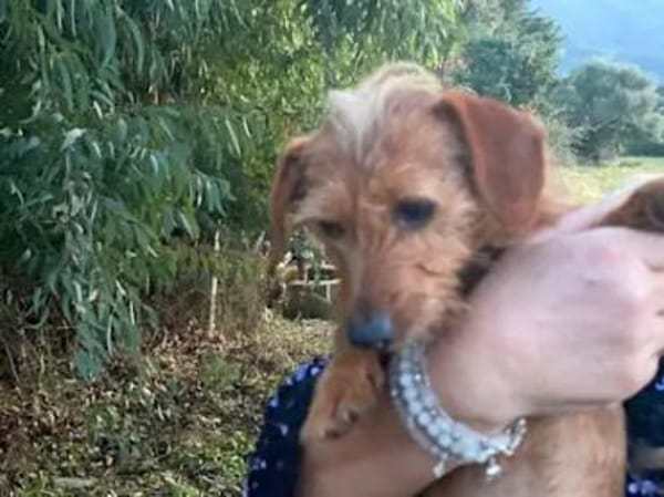 BRICCIOLA & SARDEDDU  bald in Bayern