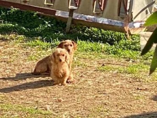 BRICCIOLA & SARDEDDU  bald in Bayern