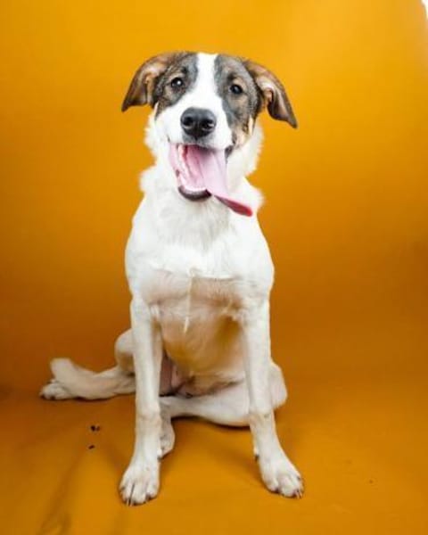 Luna sucht ihr Glück