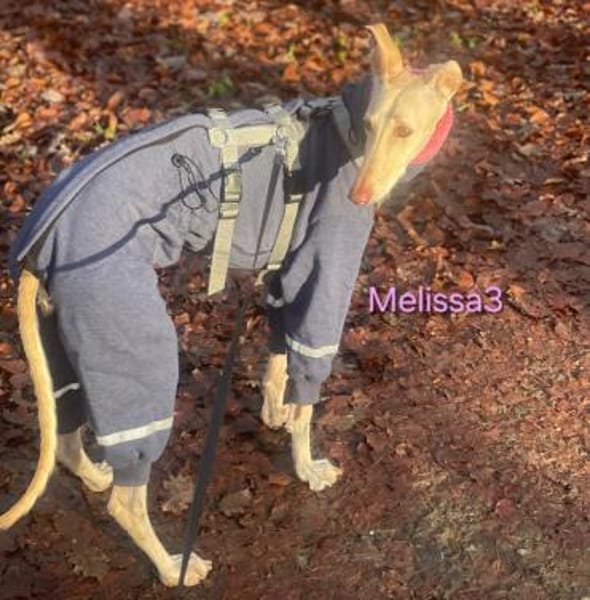 Melissa3 - wunderschöne Galga 06/22 DE