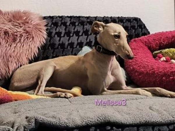 Melissa3 - wunderschöne Galga 06/22 DE