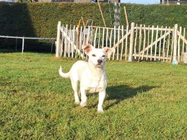 Bob, freundlicher Mischling geb. 2025