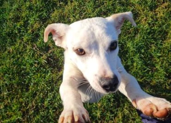 Bob, freundlicher Mischling geb. 2025