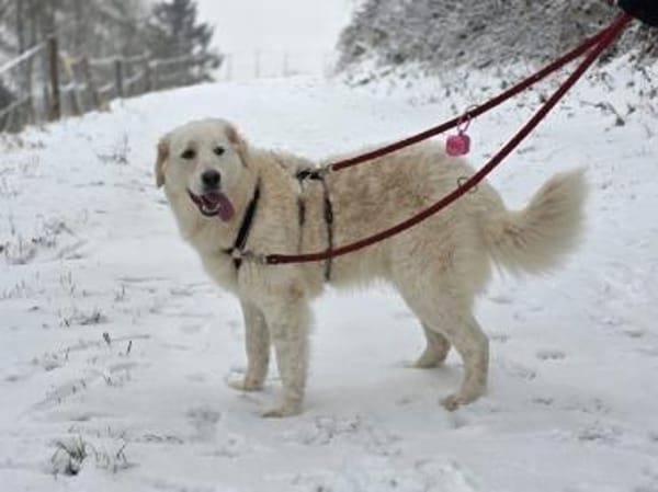 Möchten Sie Paco bei sich aufnehmen?