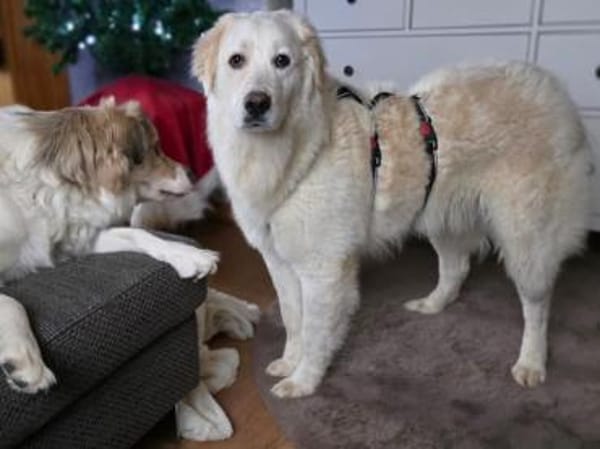 Möchten Sie Paco bei sich aufnehmen?