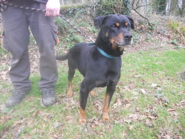 PUNKY FAMILLE D'ACCUEIL