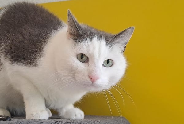 OZZIBOO QCT (a trouvé sa famille)