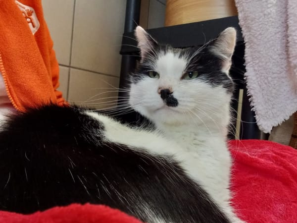 DEADPOOL QCT (a trouvé sa famille)