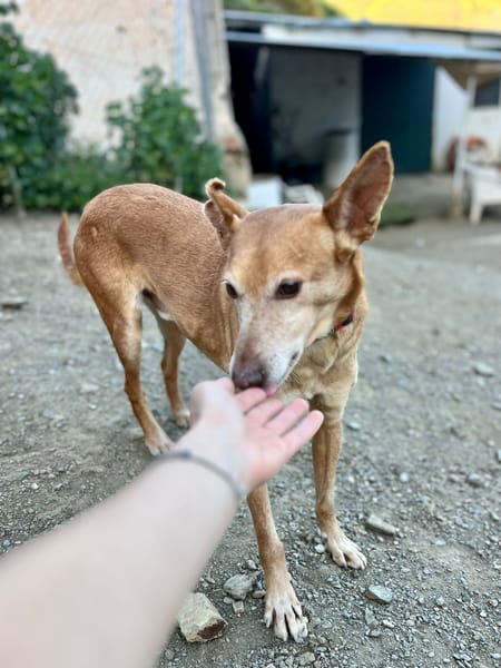 BILLY THE KID (Los Reyes)