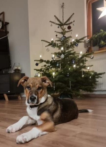 Loki - treuer, verspielter Schmusehund