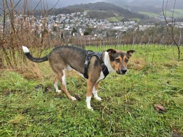 Loki - treuer, verspielter Schmusehund