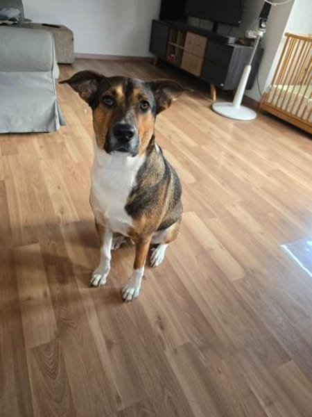 Loki - treuer, verspielter Schmusehund