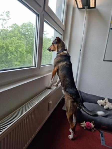 Loki - treuer, verspielter Schmusehund