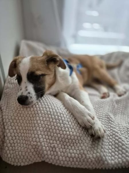 Daphne - kastrierte, zarte Hündin🍀