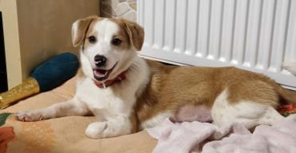 Daphne - kastrierte, zarte Hündin🍀