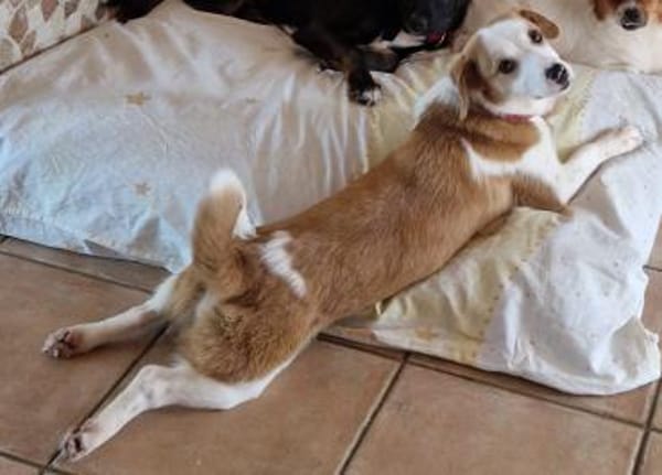 Daphne - kastrierte, zarte Hündin🍀