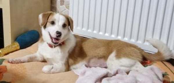 Daphne - kastrierte, zarte Hündin🍀