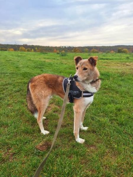 LEON - Herzensbrecher