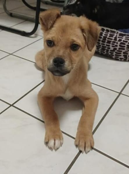 Hoshi - sucht seinen Familienplatz🍀