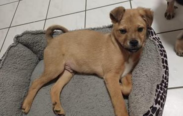 Hoshi - sucht seinen Familienplatz🍀