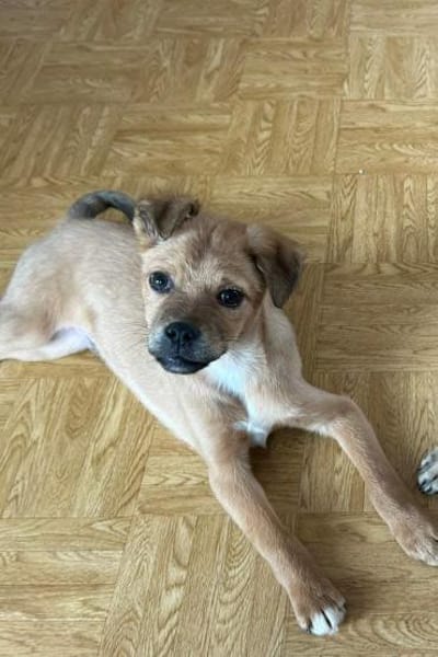 Hoshi - sucht seinen Familienplatz🍀