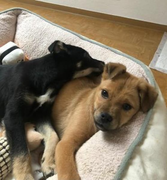 Hoshi - sucht seinen Familienplatz🍀