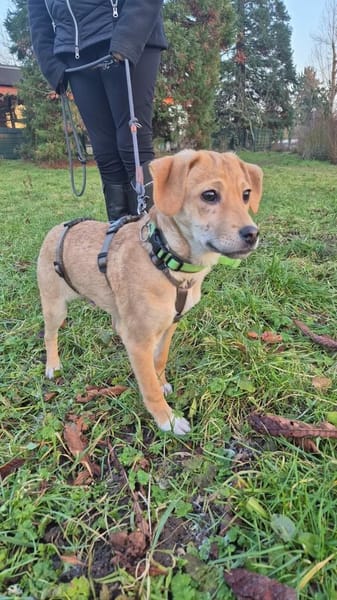 Charly - kleiner Hund mit großem Herz🍀