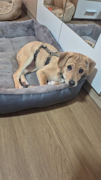 Charly - kleiner Hund mit großem Herz🍀