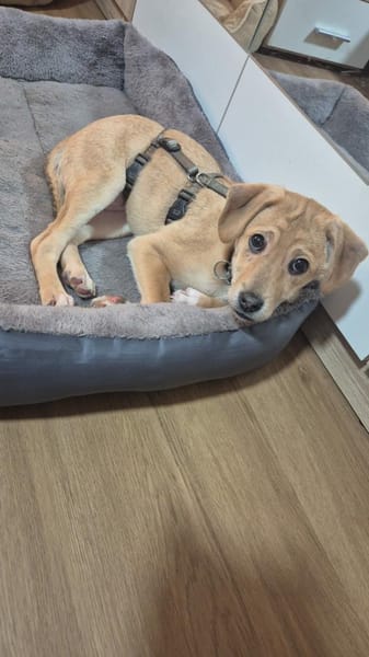 Charly - kleiner Hund mit großem Herz🍀