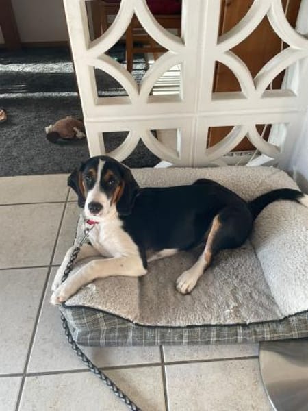 Tena Welpe Bracke Mischling Hündin