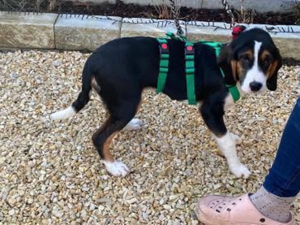 Tena Welpe Bracke Mischling Hündin