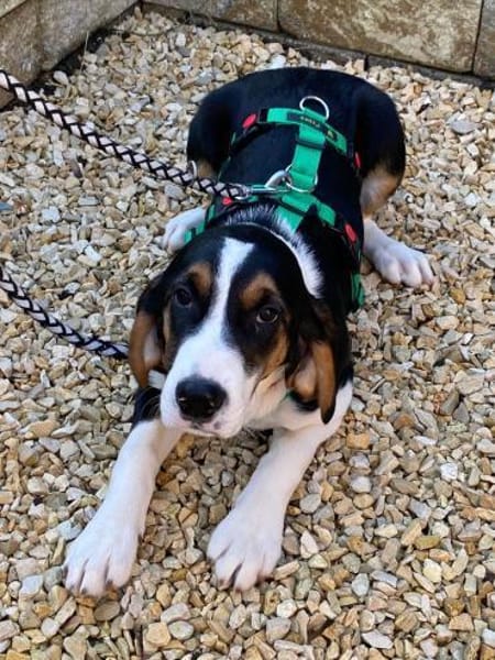 Tena Welpe Bracke Mischling Hündin