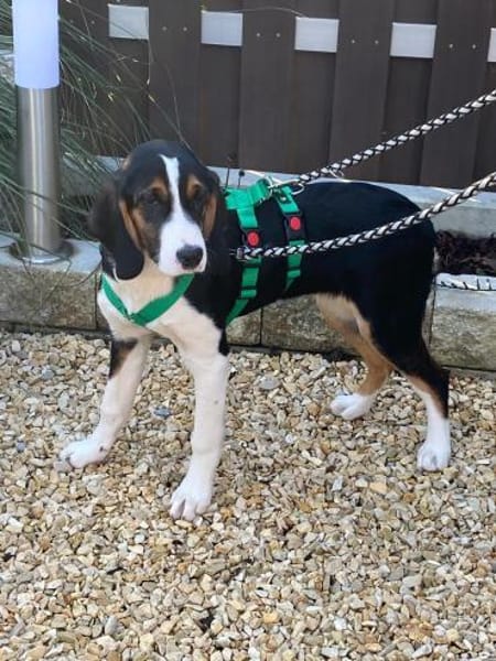 Tena Welpe Bracke Mischling Hündin