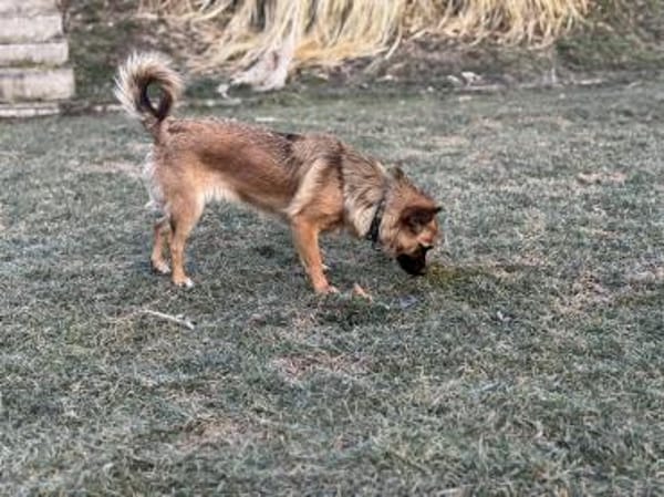 Molly, 7 kg, 35 cm groß sucht ein Zuhaus