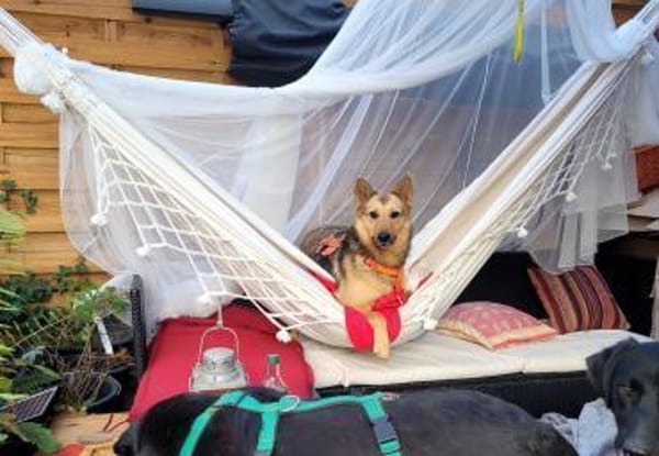 Kim, so viel Lebensfreude auf 3 Pfoten!