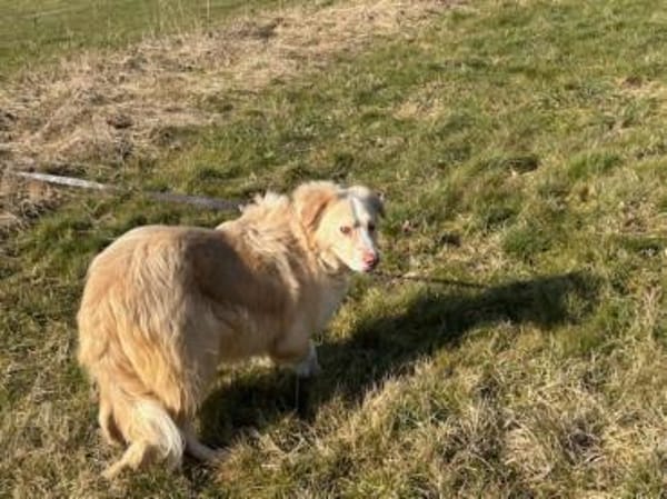 Gulia - zutraulich u. kinderlieb