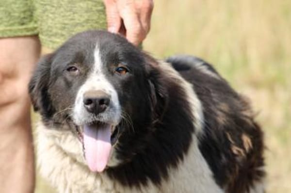 Marina - zutraulich u. kinderlieb