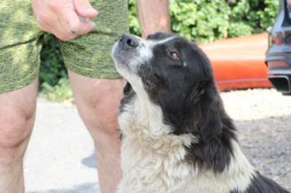 Marina - zutraulich u. kinderlieb