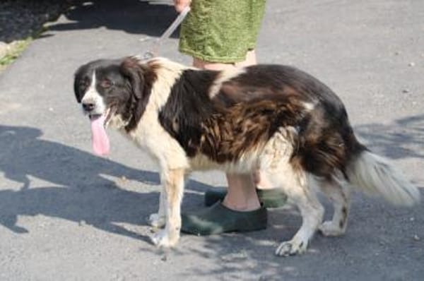 Marina - zutraulich u. kinderlieb