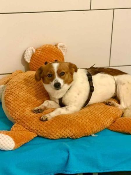 Nala - sucht ihren Königsfelsen🍀