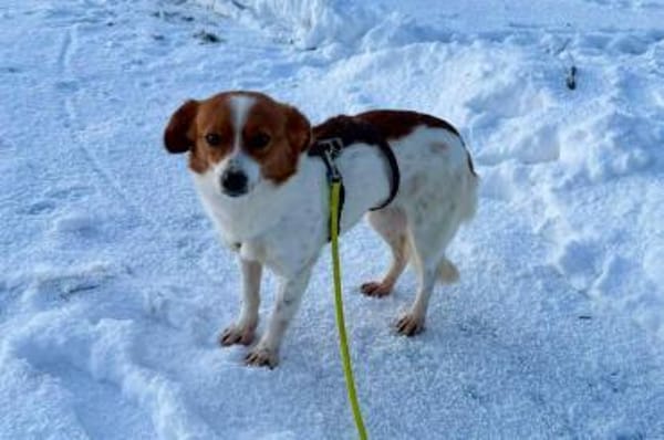 Nala - sucht ihren Königsfelsen🍀